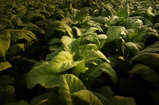Lavoura de tabaco no Sul do Brasil