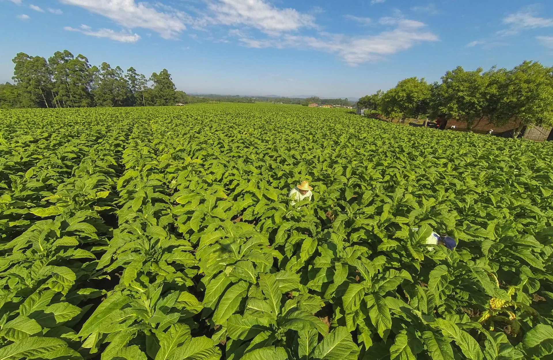 Lavoura de tabaco ao entardecer